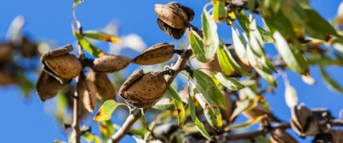 Picture of an almond in a tree - Danone Picture of an almond in a tree - Danone