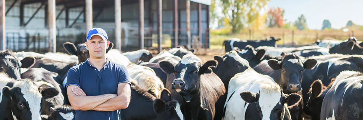 Fermier dans un champ avec des vaches