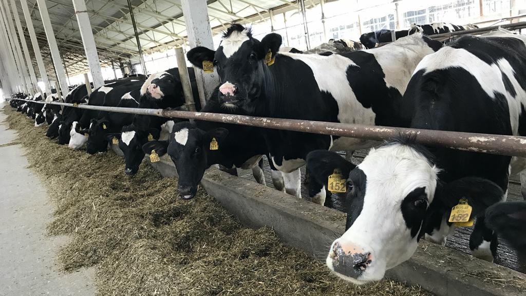Vaches dans une exploitation agricole Vaches dans une exploitation agricole