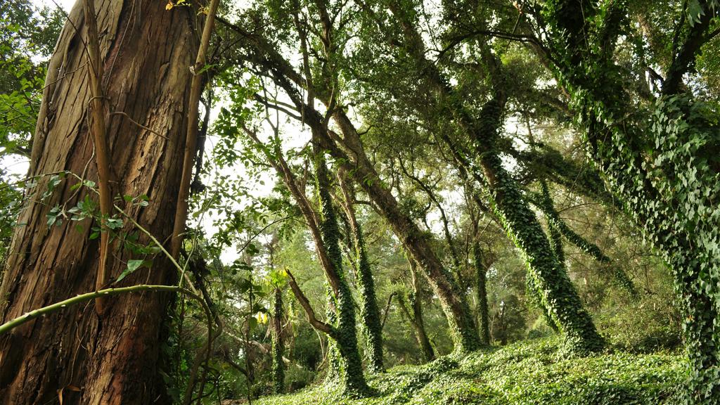Des arbres à la réserve naturelle de Salus Des arbres à la réserve naturelle de Salus