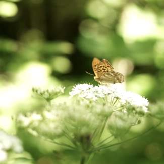 Papillon