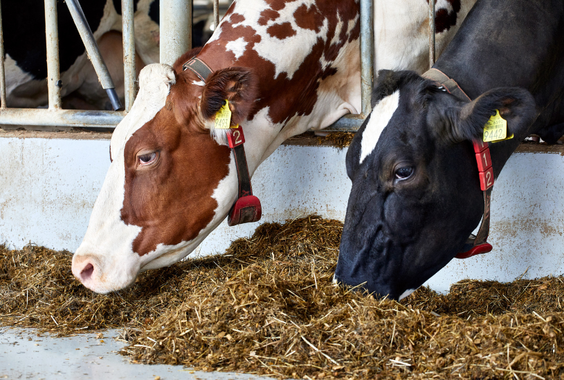 A promising pilot in Belgium to further reduce methane emissions in dairy  farming